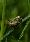 251 - GRASSHOPPER - MCLELLAN STEVE - united kingdom <div